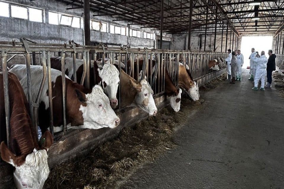 Tarım ve Orman Bakanlığı tarafından T&uuml;rkiye genelinde hayvanlarda g&ouml;r&uuml;len şap