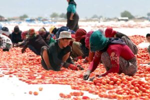 İzmir tarımının kalbi Bakır&ccedil;ay Ovası&rsquo;nda y&uuml;zler g&uuml;l&uuml;yor. Son 19 yılda