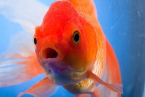 Japon Youtuber Mutekimaru, Nintendo'yla temasa ge&ccedil;tiğini ve "balıkların hatası sonucuna