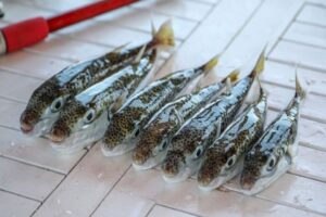 Balon balığı avcılığına yapılacak destekleme &ouml;demesinin şartları belli oldu. Yayımlanan