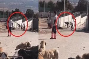 Konya Cumhuriyet Başsavcılığı'nın, B&uuml;y&uuml;kşehir Belediyesi'ne ait Hayvan Rehabilitasyon Merkezi'nde k&ouml;peği