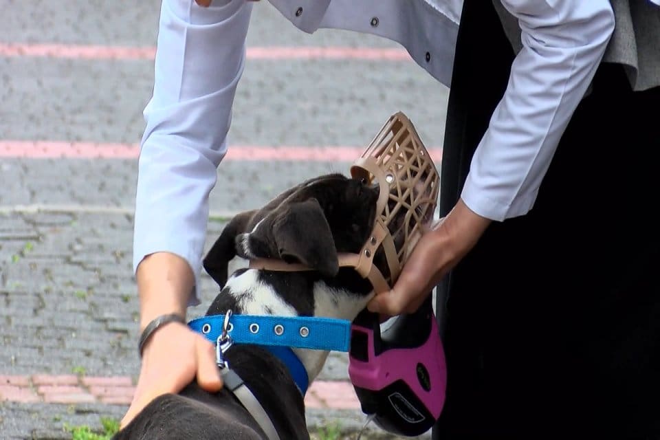 Yasaklı t&uuml;rler olarak belirlenen k&ouml;pek ırklarının, kısırlaştırılarak 14 Ocak'a kadar