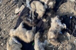 Ağrı'da kısırlaştırmak i&ccedil;in toplanan sokak k&ouml;peklerinin &ouml;ld&uuml;r&uuml;ld&uuml;ğ&uuml; ve &ccedil;&ouml;pe atıldığı