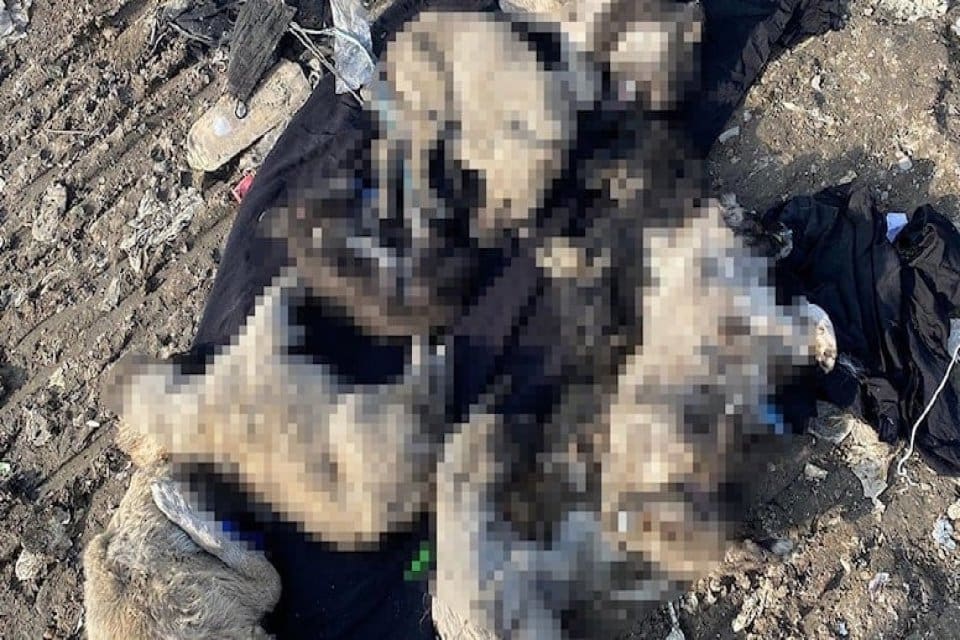 Ağrı'da kısırlaştırmak i&ccedil;in toplanan sokak k&ouml;peklerinin &ouml;ld&uuml;r&uuml;ld&uuml;ğ&uuml; ve &ccedil;&ouml;pe atıldığı