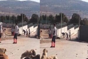 Konya'da barınaktaki k&ouml;peğin k&uuml;rekle vahşi bir şekilde &ouml;ld&uuml;r&uuml;lmesiyle ilgili 2