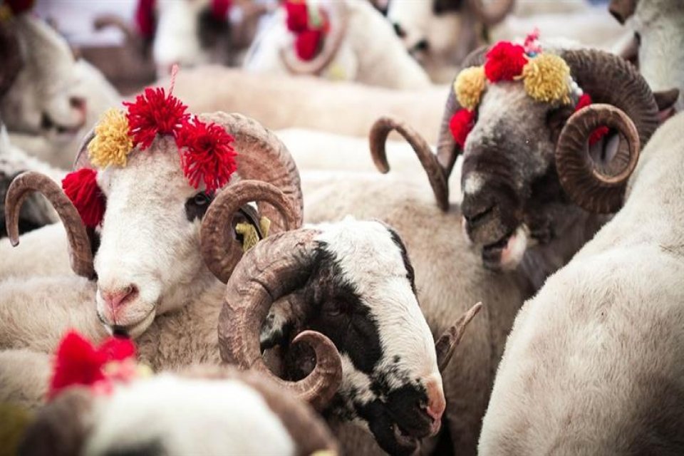 İzmir B&uuml;y&uuml;kşehir Belediyesi deprem, pandemi gibi doğal afetler ile dini