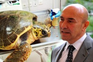 Güzelbahçe açıklarında yaralı bulunan caretta carettanın ateşli silahla vurulduğu belirlendi. Başkan Soyer
