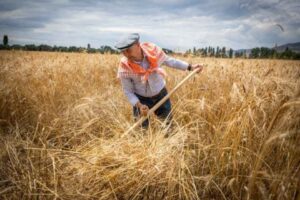 TMO tarafndan belirlenen buğday fiyatının 7 TL olarak a&ccedil;ıklanaması sonrası