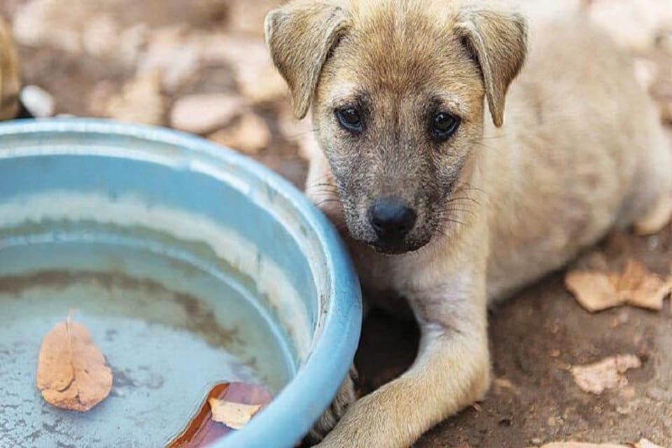 İZMİR'in Bayındır il&ccedil;esinde, hayvan bakımevine rehabilitasyon i&ccedil;in alınan 250 k&ouml;peğin,