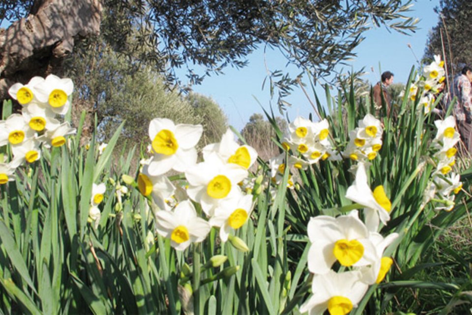 Bayındır&rsquo;ın Turan Mahallesi&rsquo;nde &uuml;reticilere dağıtılan nergis soğanları b&uuml;y&uuml;d&uuml; &ccedil;i&ccedil;ek oldu,