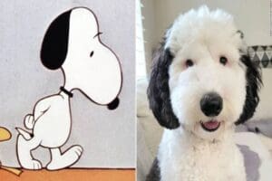 Sosyal medya platformu Instagram'da mini sheepadoodle cinsi Bayley isimli bir