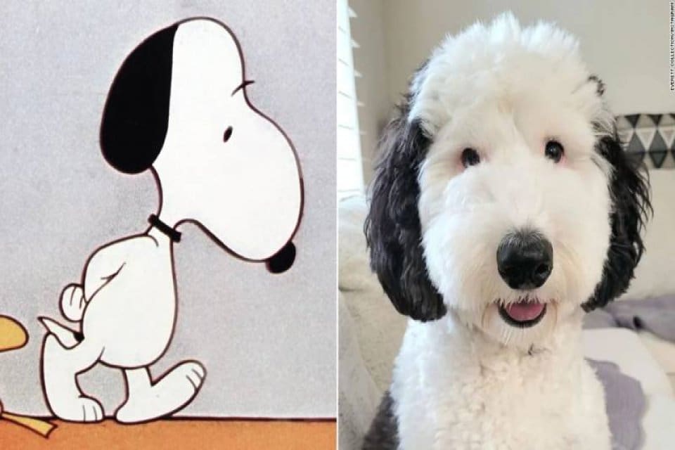 Sosyal medya platformu Instagram'da mini sheepadoodle cinsi Bayley isimli bir