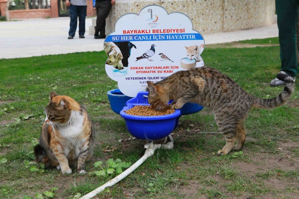 Bayraklı Belediyesi Veteriner İşleri M&uuml;d&uuml;rl&uuml;ğ&uuml; ekipleri, &ouml;zellikle kış aylarında soğukta