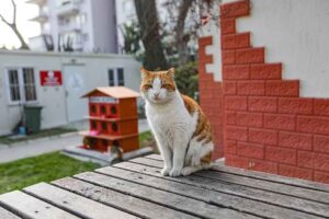 Bayraklı Belediyesi Veteriner İşleri M&uuml;d&uuml;rl&uuml;ğ&uuml; ekipleri, &ouml;zellikle kış aylarında soğukta