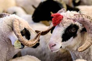 Kabine Toplantısı sonrası a&ccedil;ıklama yapan Cumhurbaşkanı recep Tayyip Erdoğan,&nbsp;Kurban Bayramı&nbsp;tatiliyle