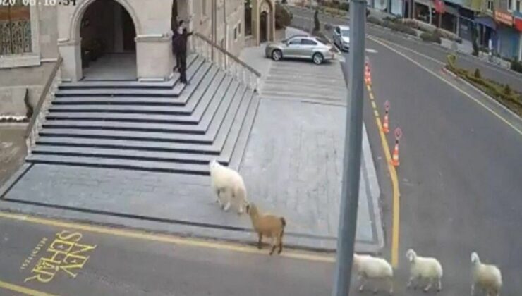 Belediye 1 koyun,1 keçi, 3 kuzu tarafından esir alındı