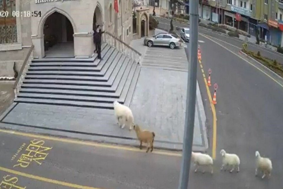 Nevşehir’de ahırdan kaçan 1 koyun, 1 keçi ve 3 kuzu,