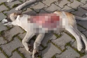 Edirne&rsquo;de sokakta bakılan 4 aylık &lsquo;Benekli&rsquo; isimli yavru k&ouml;pek, derisinin