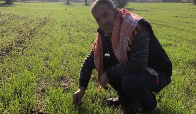 Beydağ’daki 'Karakılçık Buğdayları' büyüyor