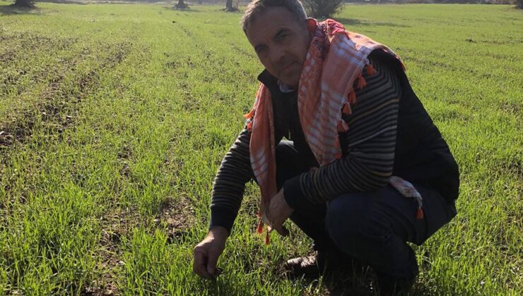 Beydağ’daki 'Karakılçık Buğdayları' büyüyor
