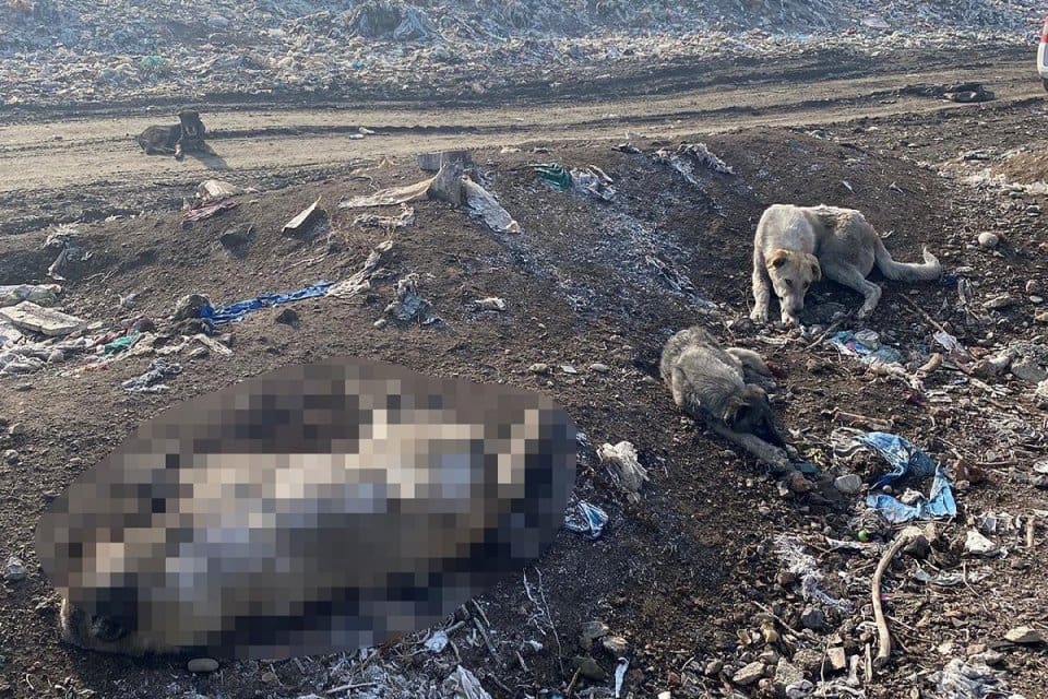 Ağrı Belediyesi'ne ait hayvan bakım evinde kısırlaştırmak amacıyla toplanan sokak