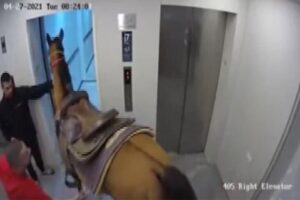 İsrail&rsquo;de arkadaşını ziyaret etmek isteyen kişi, atını asans&ouml;re bindirmeye &ccedil;alıştığı