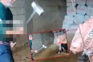 Mardin'de keseceği boğayı balyozla başına vurarak &ouml;ld&uuml;renle birlikte 2 kişi