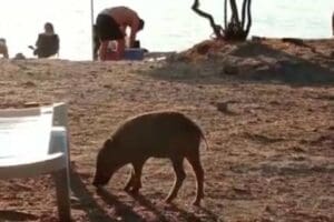 MUĞLA'nın Bodrum il&ccedil;esinde, a&ccedil; kalan yaban domuzu s&uuml;r&uuml;s&uuml; yerleşim yerine