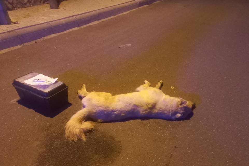 Muğla'nın Bodrum il&ccedil;esinde vatandaşlar tarafından bakılan 3 k&ouml;pek &ouml;l&uuml; bulundu.
