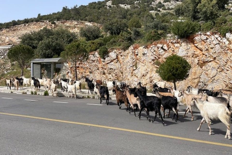 Muğla'nın Bodrum il&ccedil;esinde yaşayan Cemil&nbsp;&Ccedil;oban, s&uuml;r&uuml;s&uuml;n&uuml; takip etme y&ouml;ntemleriyle "teknolojik