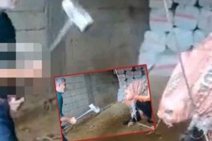 Mardin'in Kızıltepe il&ccedil;esinde g&ouml;zlerini bağladığı boğanın başına defalarca balyozla vurup,