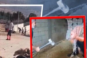 Mardin'in Kızıltepe il&ccedil;esinde g&ouml;zlerini bağladığı boğanın başına defalarca balyozla vurup,