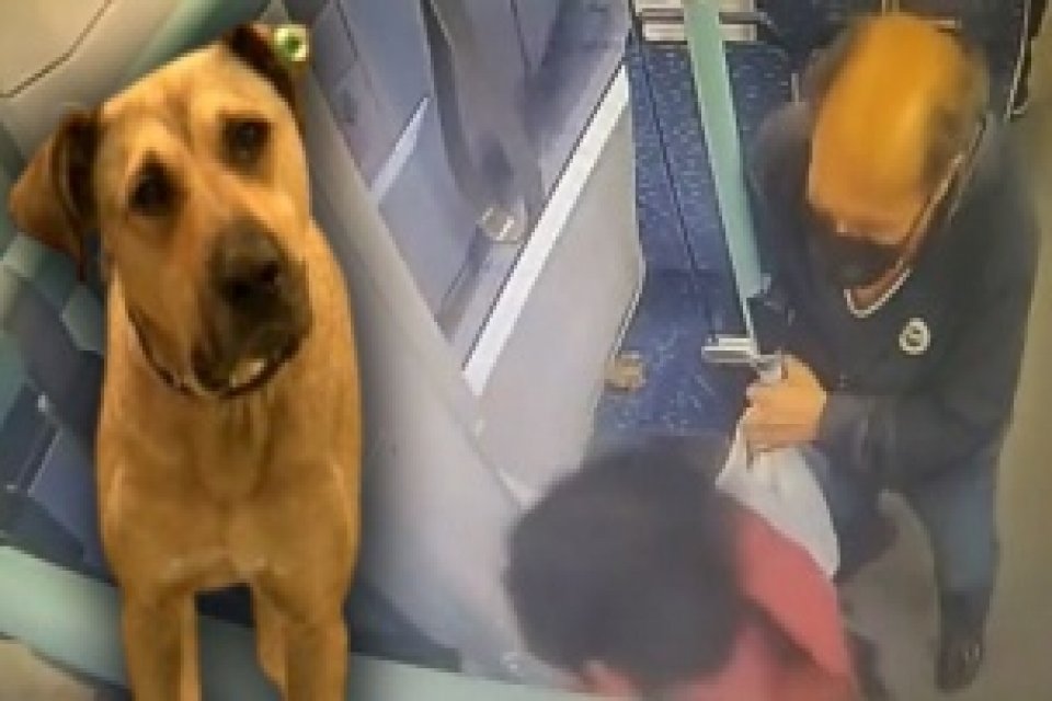 İstanbul'da toplu taşıma ara&ccedil;larını kullanan 'Boji' isimli k&ouml;pek, sosyal medyada