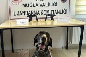 Muğla'nın Marmaris il&ccedil;esinde, jandarma ekiplerince durdurulan otomobilde bomba arama k&ouml;peği