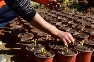 İlçenin daha güzel görünmesini amaçlayan Bornova Belediyesi, parkların ve yeşil
