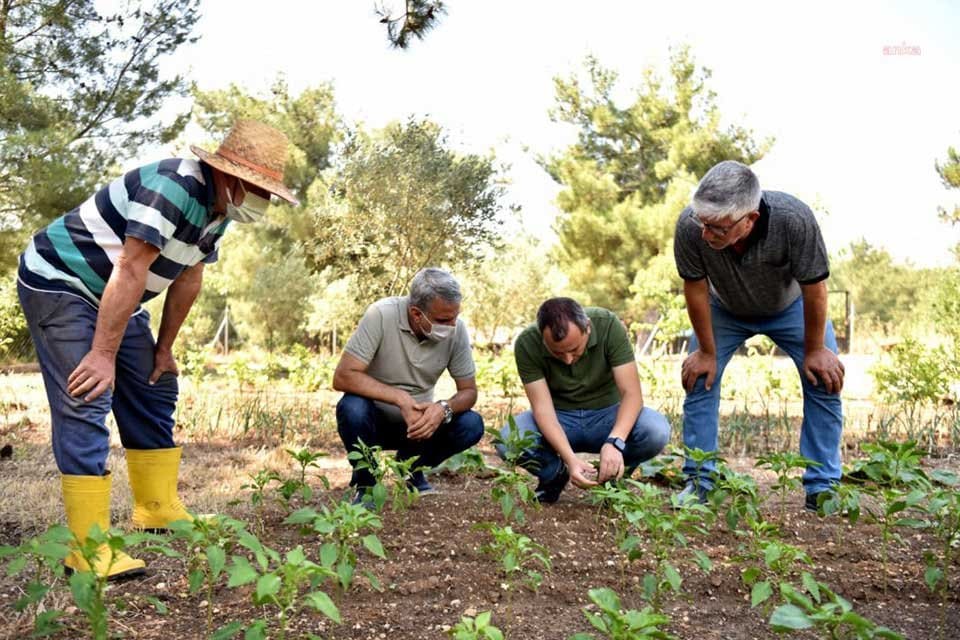 Bornova Belediyesi kiraz &uuml;retimini teşvik etmek amacıyla &ldquo;Kiraz Yetiştirme Teknikleri&rdquo;
