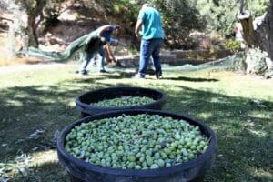Bornova Belediyesi, il&ccedil;ede bulunan sahipsiz zeytin ağa&ccedil;larını değerlendiriyor. Parklarda bulunan