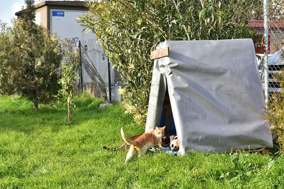 Bornova Belediyesi, hava sıcaklıklarının d&uuml;şmesiyle birlikte sokaklarda sığınacak yer bulamayan