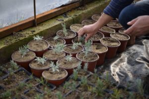 Bornova Belediyesi İlçenin dört bir yanını kendi bünyesinde yetiştirdiği lavantalar