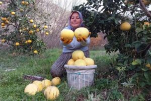 Turun&ccedil;giller i&ccedil;inde soğuğa en dayanıklı bitki olarak bilinen ağa&ccedil; kavunu