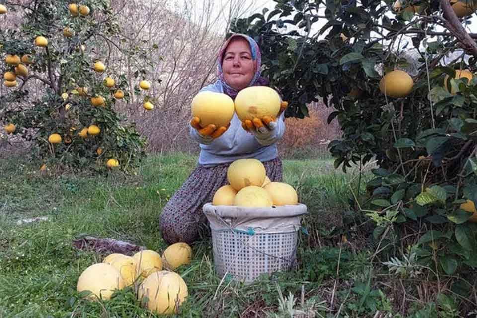 Turun&ccedil;giller i&ccedil;inde soğuğa en dayanıklı bitki olarak bilinen ağa&ccedil; kavunu