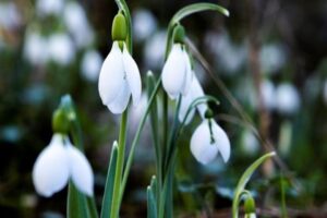 Manisa'nın 1517 metre Spil Dağı Milli Parkı, Manisa'nın simgesi haline
