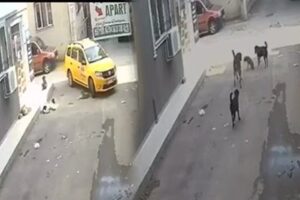 İZMİR'de taksi sürücüsü sokakta oturan yavru köpeğin üzerinden geçti. Sürücü