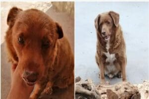Bobi adlı 30 yaşındaki bir k&ouml;pek, Guinness D&uuml;nya Rekorları tarafından