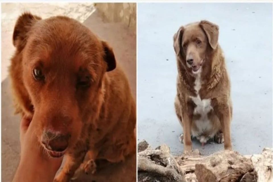 Bobi adlı 30 yaşındaki bir k&ouml;pek, Guinness D&uuml;nya Rekorları tarafından