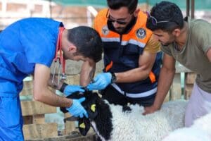 Buca Belediyesi Veterinerlik İşleri ve Zabıta M&uuml;d&uuml;rl&uuml;kleri&rsquo;ne bağlı ekipler, ortaklaşa