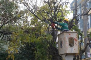 Buca Belediyesi sertleşen kış aylarıyla birlikte park, bahçe ve sokaklardaki