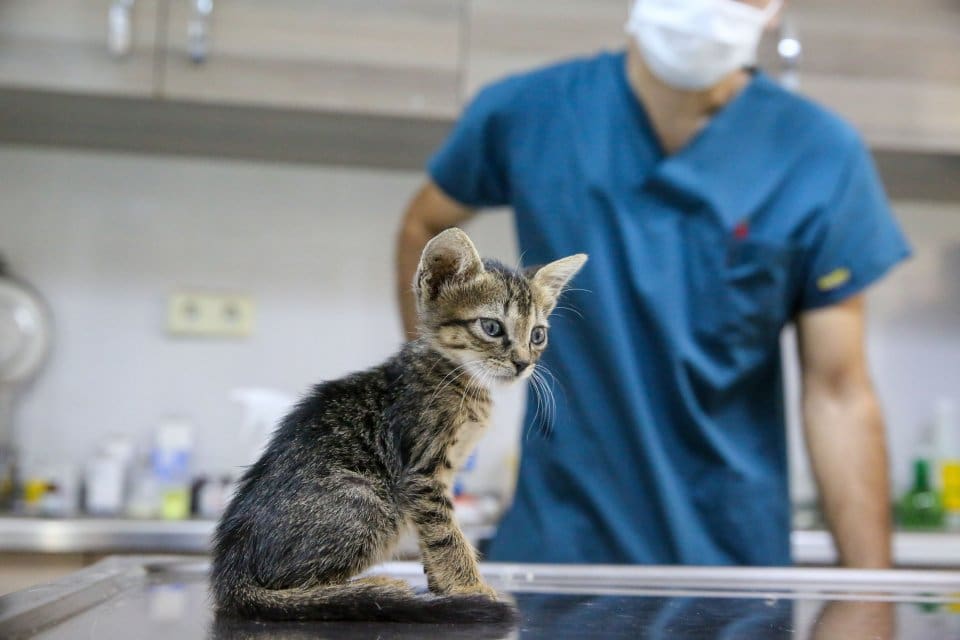 BUCA Belediyesi Sokak Hayvanları Rehabilitasyon Merkezi, 3 yılda 28 bin