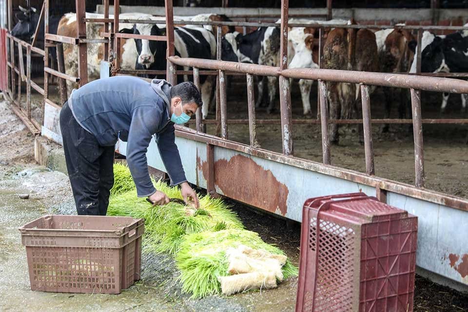 Buca Belediyesi&rsquo;nin organik hasıl yem (yeşil yem) &uuml;retimine başlamasıyla il&ccedil;edeki