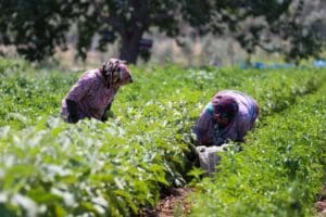 ​S&uuml;rd&uuml;r&uuml;lebilir kırsal kalkınma projesini Buca halkı ile birlikte hayata ge&ccedil;iren